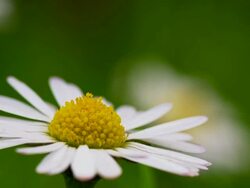 Macro shot of daisy flower head Stock Footage