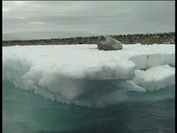 Weddell Seal (Leptonychotes weddellii) looking up, Paulet Island, Antarctic Peninsula, Antarctica Stock Footage