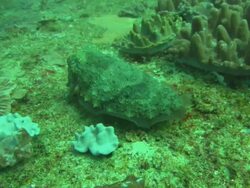 Cuttle fish changes colour, Mozambique  Stock Footage