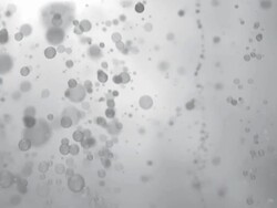 Bubbles Background Loop - White (HD) Stock Footage