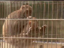 New research reveals monkey mothers interact with their infant babies in much the same way human moms do.  The AP's Kelly Daschle reports from the NIH Animal Center in Maryland. Instructional Video