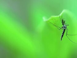 Mosquitoes Stock Footage