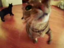 Fat Cat Stock Footage