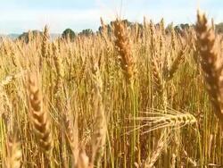 HD CRANE: Autumn time Stock Footage