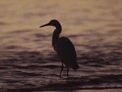 A heron wades into the water, Australia. Stock Footage