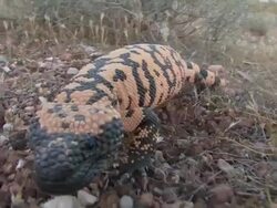 CU TS Gila Monster (Heloderma suspectum) walks toward camera. /Utah, USA Stock Footage