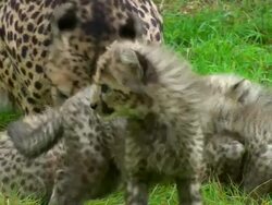  Adult Cheetah and four cubs eating large piece of meat / Safari de Peaugres, France Stock Footage