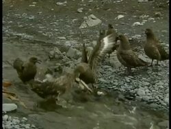 MS Skua gulls fighting over carcass, Antarctica Stock Footage