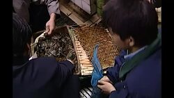 Live crabs on sale in market News Clip