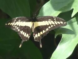 Thoas swallowtail HD Stock Footage