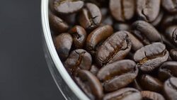 close-up rotation: coffee beans on edge of a petri dish Stock Footage