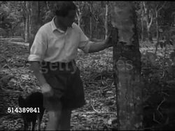 1953: DRAMATIZATION: Rubber estate plantation manager Tony Hooper walking w/ Special Constable guard patrol & shepherd dog, Hooper inspecting rubber tree, touching bark. VS Guards w/ rifles walking behind barbed wire, standing as sentry by fence. Instructional Video