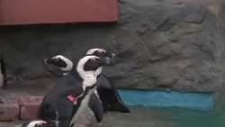 Bristol Zoo donates penguins to Tbilisi Zoo Instructional Video