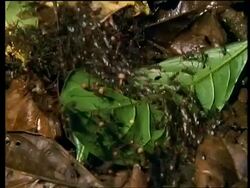 MS Swarm of army ants carrying eggs across leaves, From above Stock Footage