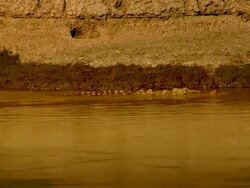 MS PAN crocodile moving slowly left to right in river / Masai Mara, Kenya Stock Footage