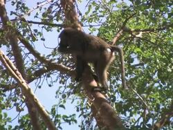 Low Angle hand-held pan-right - A baboon eats as it perches on a leafy tree branch. / Ethiopia Stock Footage