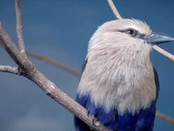 Blue-Bellied Roller Stock Footage