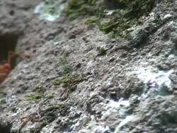 Atta worker ants Stock Footage