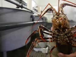 Lobsters in a breeding laboratory Stock Footage