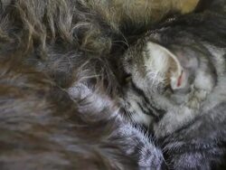 Kitten eating milk Stock Footage