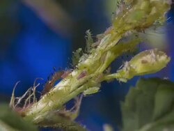 T/L aphids on growing rose leaf bud Stock Footage