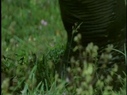 CU Indian Elephant, Elephas maximus, legs walking through mud, Western Ghats, India Stock Footage