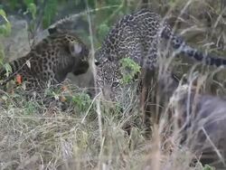 Leopard and cub eating at secret place - camouflage Stock Footage