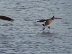 Two Canadian Geese fly directly toward camera, then land on a beautiful blue lake at sunrise. Stock Footage
