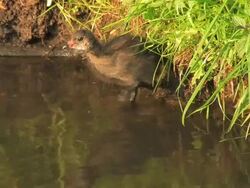 Young Coots Stock Footage