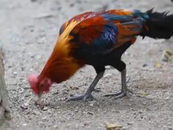 HD:Chicken in nature. Stock Footage