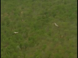 Indian Vultures (Gyps indicus) gliding over forest, Bandhavgarh National Park, India Stock Footage