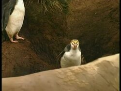 MS Royal Penguins, Eudyptes schlegeli, running away from threatening Elephant Seal, Antarctica Stock Footage
