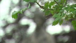 Statue of the Queen unveiled to mark 800th Anniversary of the Magna Carta News Clip