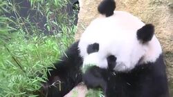 CLEAN : Panda stars get first taste of life in The Netherlands News Clip