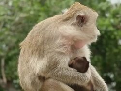 Monkey with baby Stock Footage