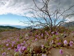 Time lapse aerial over wildflowers in the desert / Death Valley, California Stock Footage