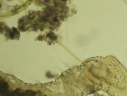 Microscopic worm eats mud Stock Footage