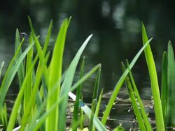 Green Reeds on a Lake Stock Footage
