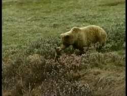 MS Grizzly Bear, Ursus arctos horribilis, and cub playing, Arctic Circle Stock Footage