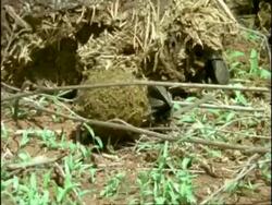 Dung Beetle (superfamily Scarabaeoidea) moves elephant dung ball along ground, Kenya Stock Footage
