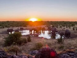 WS DS Elephants Drinking Water From Waterhole Stock Footage