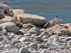 A sandpiper sits on rocks on the edge of a river Stock Footage