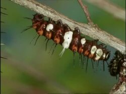 CU Pan right, Lacewing Butterfly (Cethosia) Caterpillars hanging from branch pupating, Australia Stock Footage