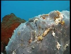 Purple Giant Frogfish, coughs releasing air bubbles, Pasir Stock Footage