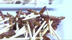 Chocolate-covered insects served up at insect museum News Clip
