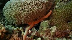 Starfish hiding in soft coral underwater (4K) Stock Footage