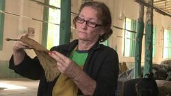 CLEAN : STOCKSHOTS of Cuban tobacco industry News Clip