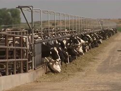 Wide shot of a long row of cows eating their cattle feed. Stock Footage