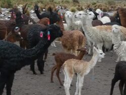 Alpaca farm, Bolivia, Tomarapi Stock Footage