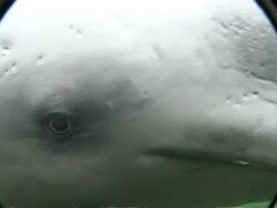 BCU Tracking Beluga Whale swimming with camera Stock Footage